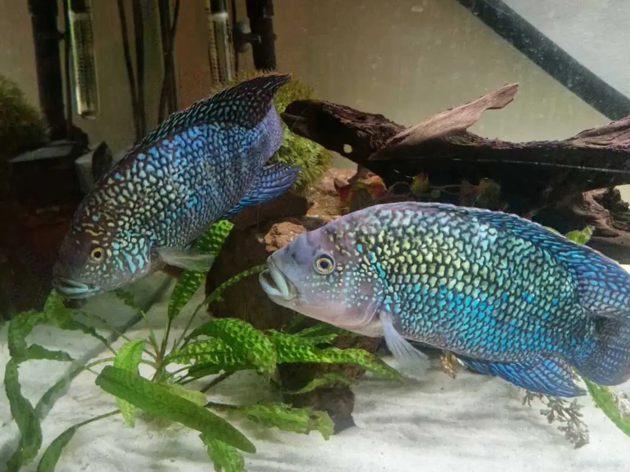 Billede 2 - Jack dempsey