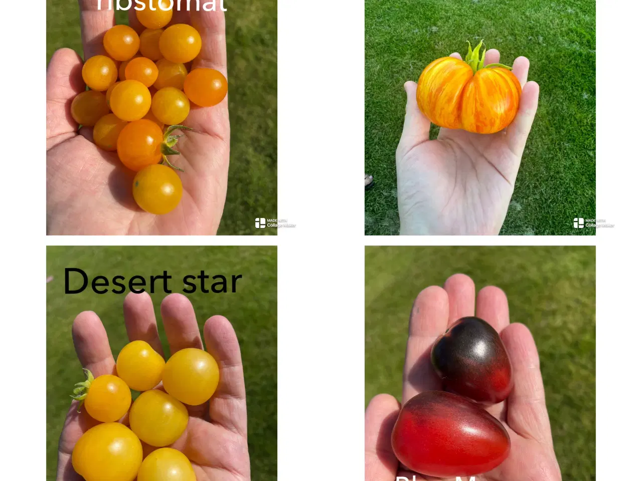 Billede 3 - Økologisk dyrket tomat,chili, peber, melon & agurk