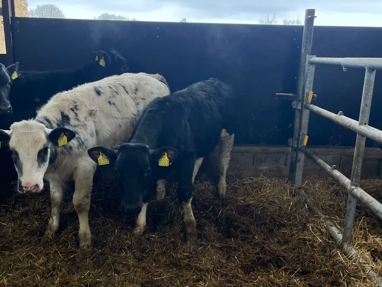 Billede 3 - Krydsningskvier