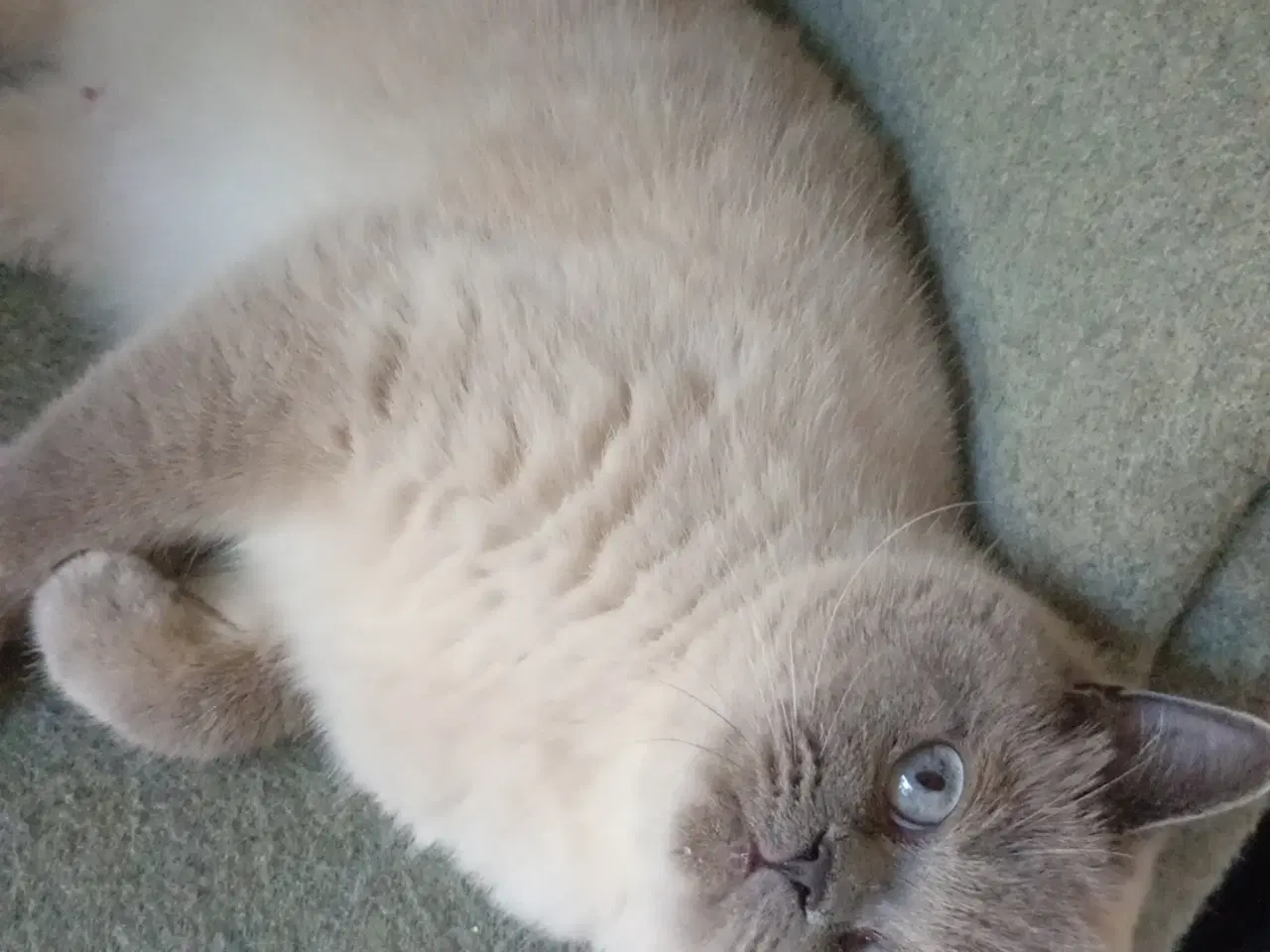 Billede 16 - British shorthair pige - RESERVERET