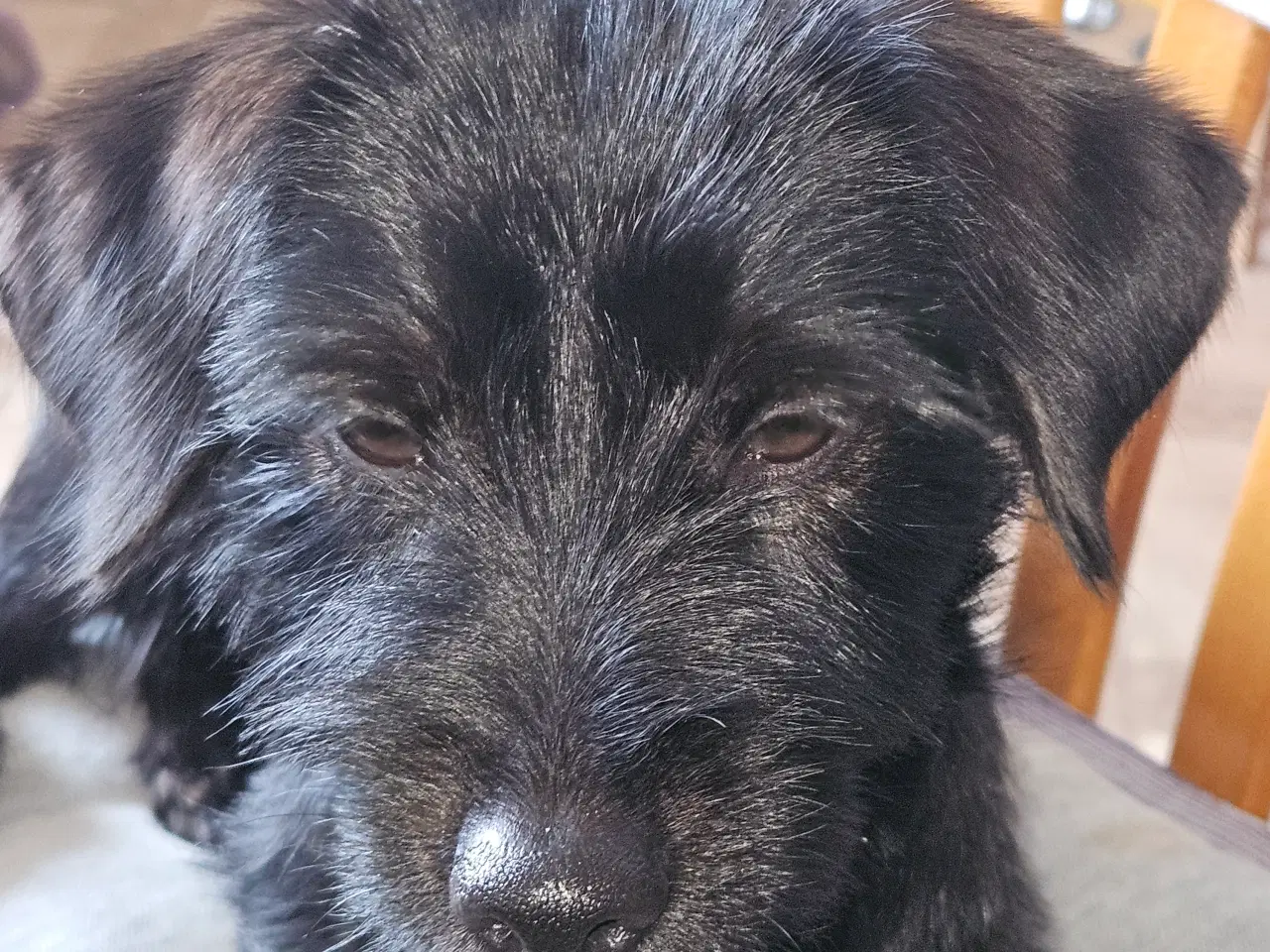 Billede 6 - Puddelblanding med yorksie terrie 