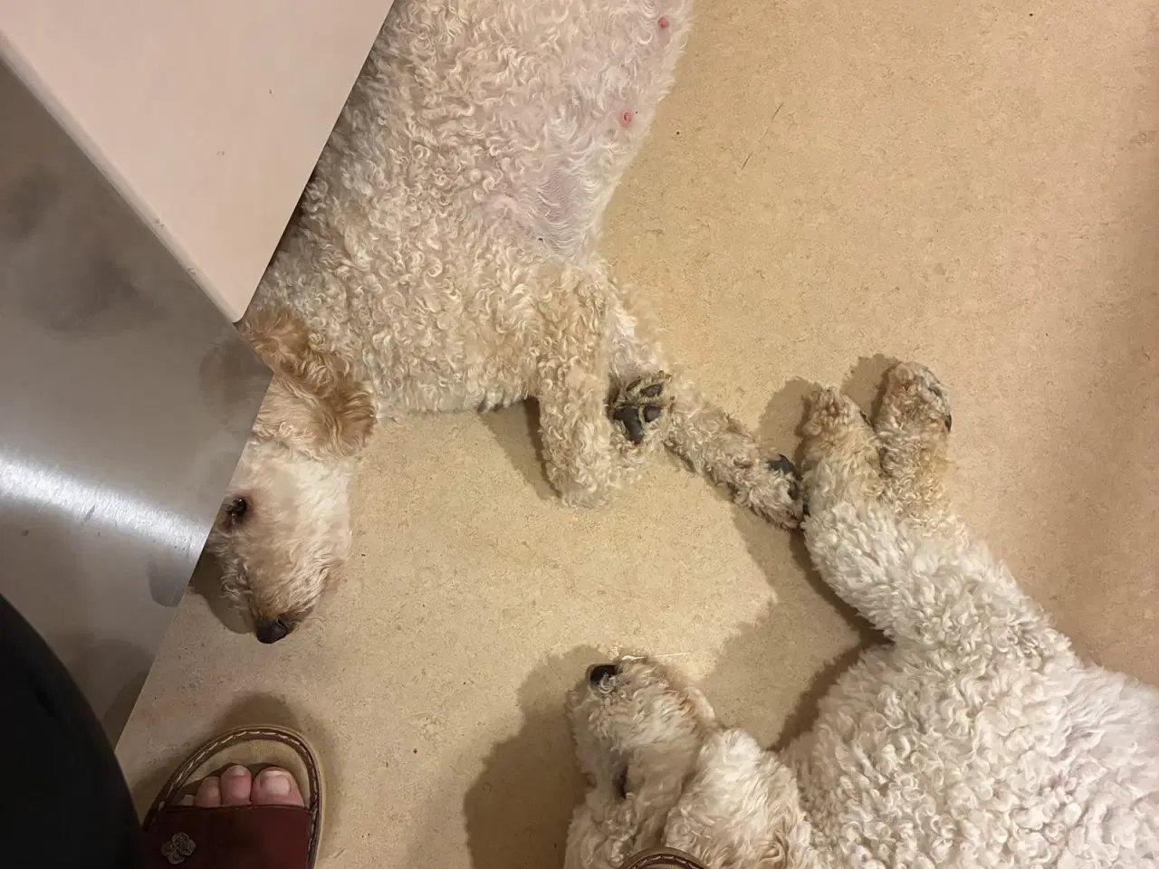 Billede 9 - Labradoodle F3 hvalpe 