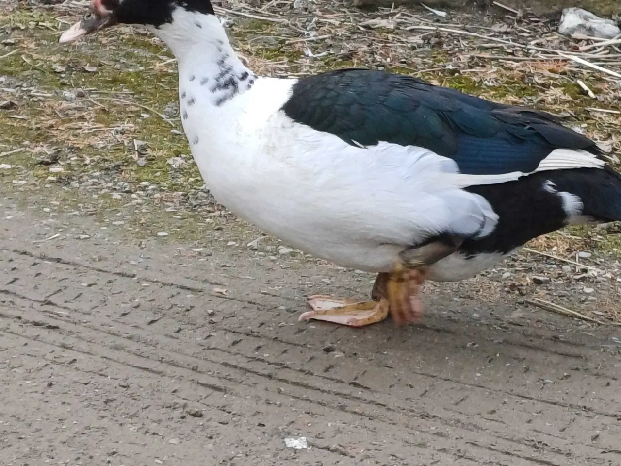 Billede 7 - Moskusænder han og hun