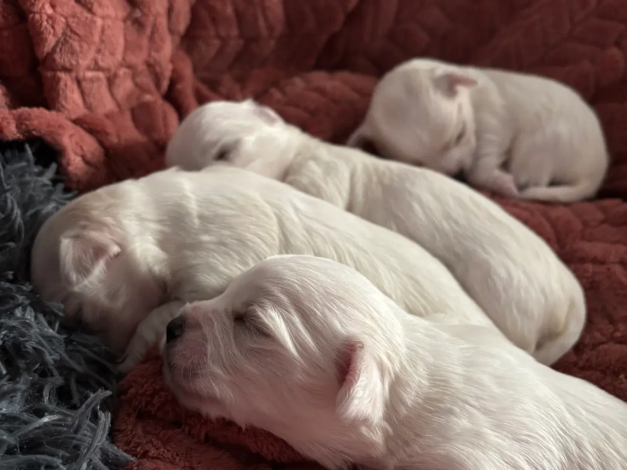 Billede 6 - Bichon Malteser hvalpe 💝🐩