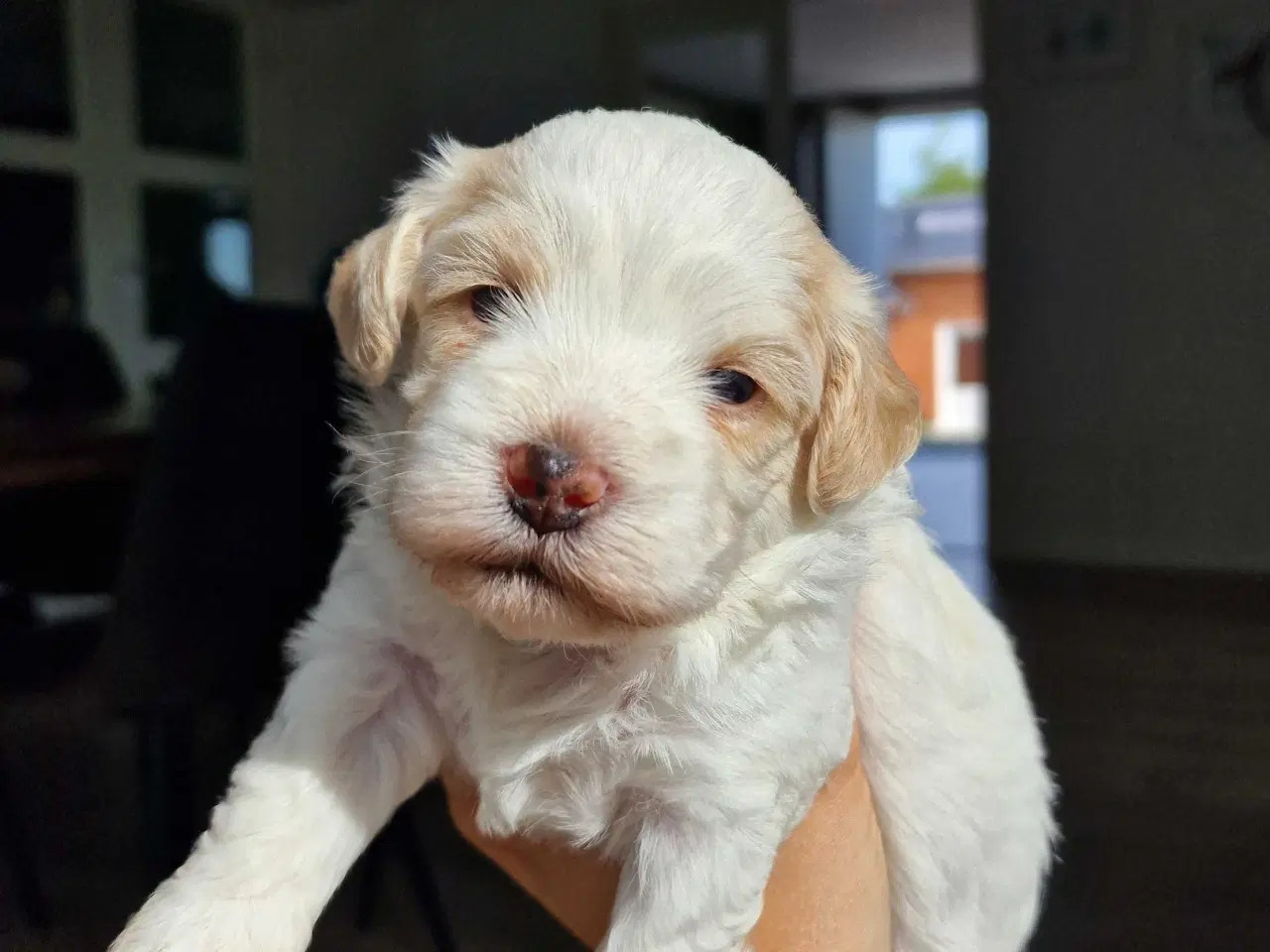 Billede 4 - Smukke Bichon Havanais hvalpe 