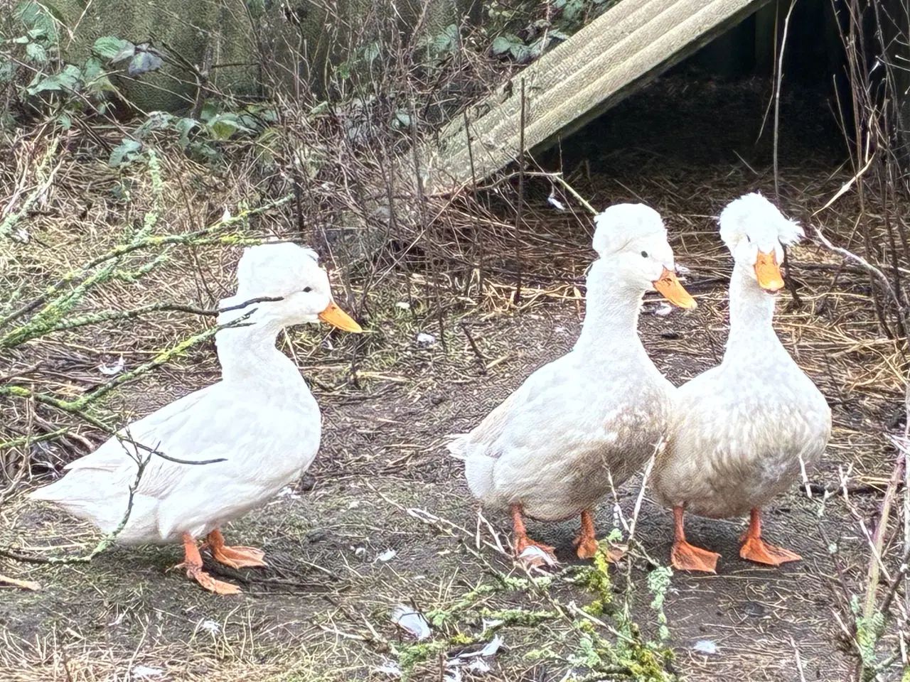 Billede 4 - Kejserænder