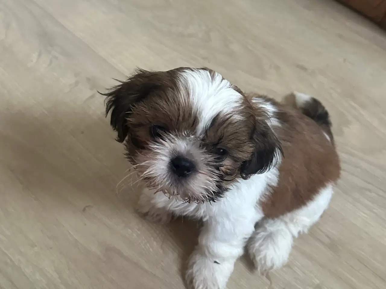 Billede 1 - Shi tzu til salg