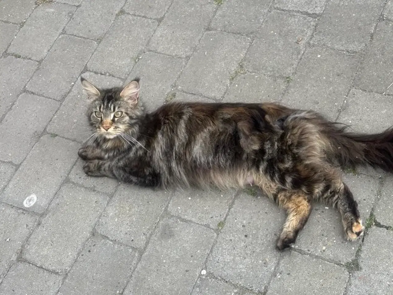 Billede 11 - 1/2 Maine coon