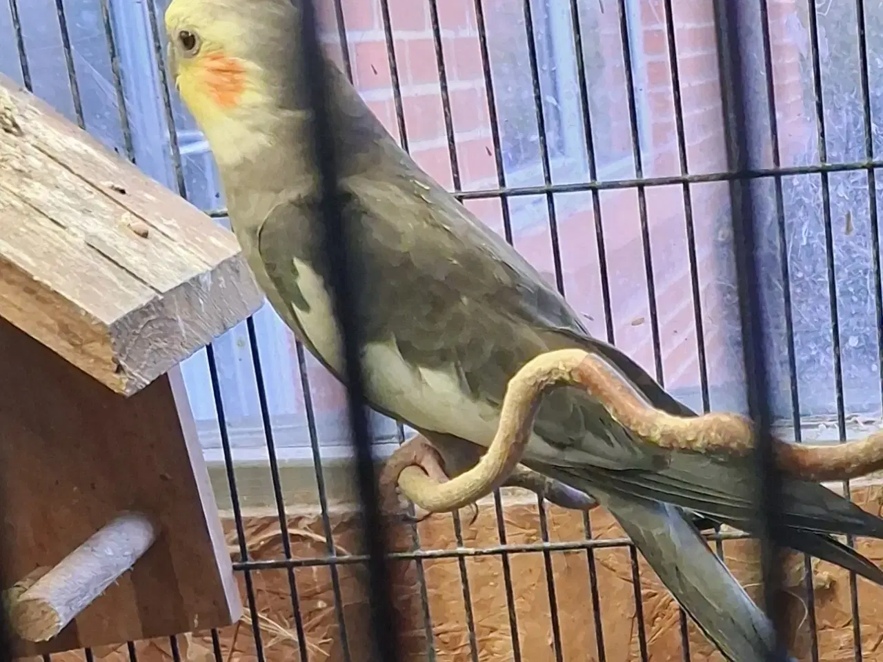 Billede 1 - Nymfeparkit sælges 