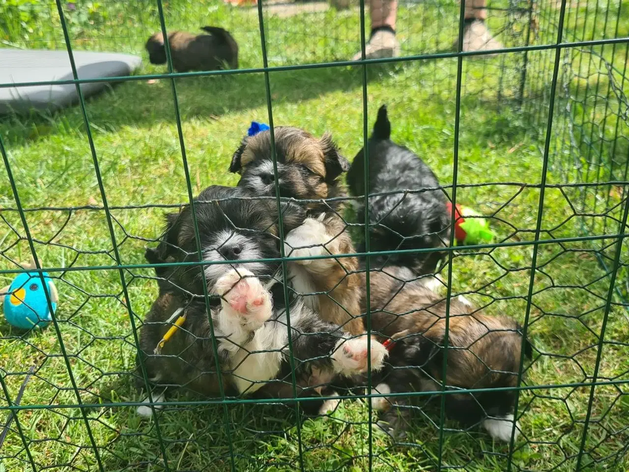 Billede 9 - Lhasa Apso hvalp med stambog