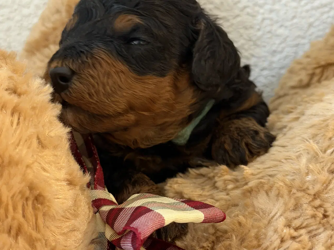 Billede 7 - Cavapoo  slut Maj 