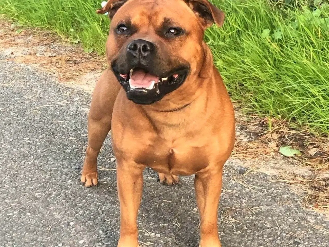 Billede 11 - Staffordshire Bull Terrier hvalpe med DKK tavle