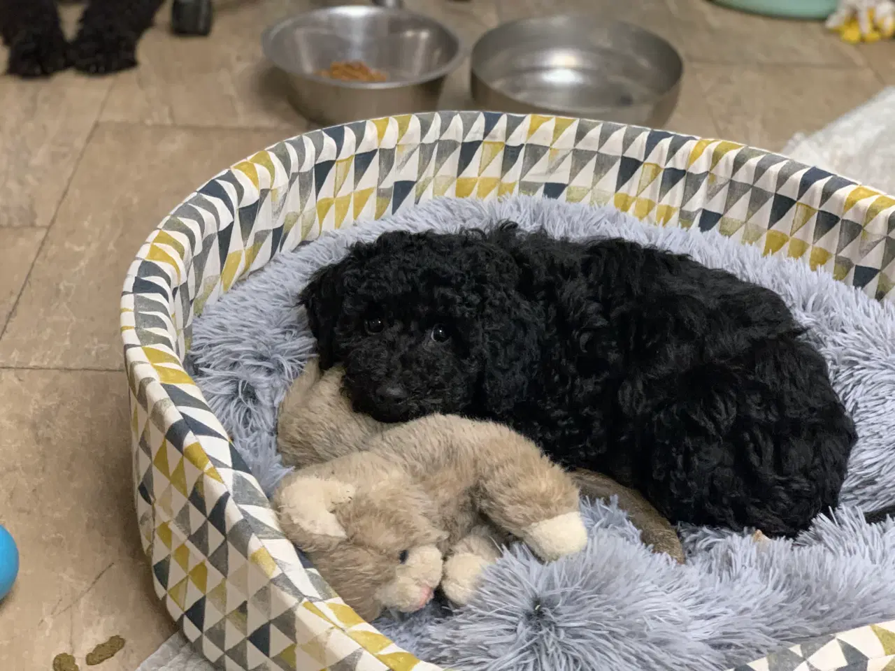 Billede 8 - Golden Doodle F1B babyer er rejse klar