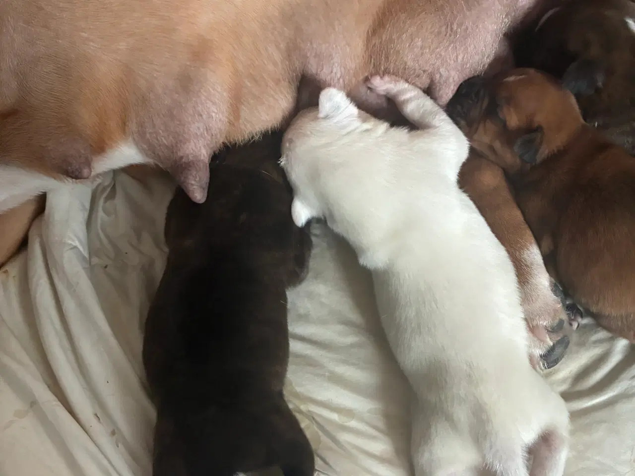 Billede 17 - 4 hvalpe staff 