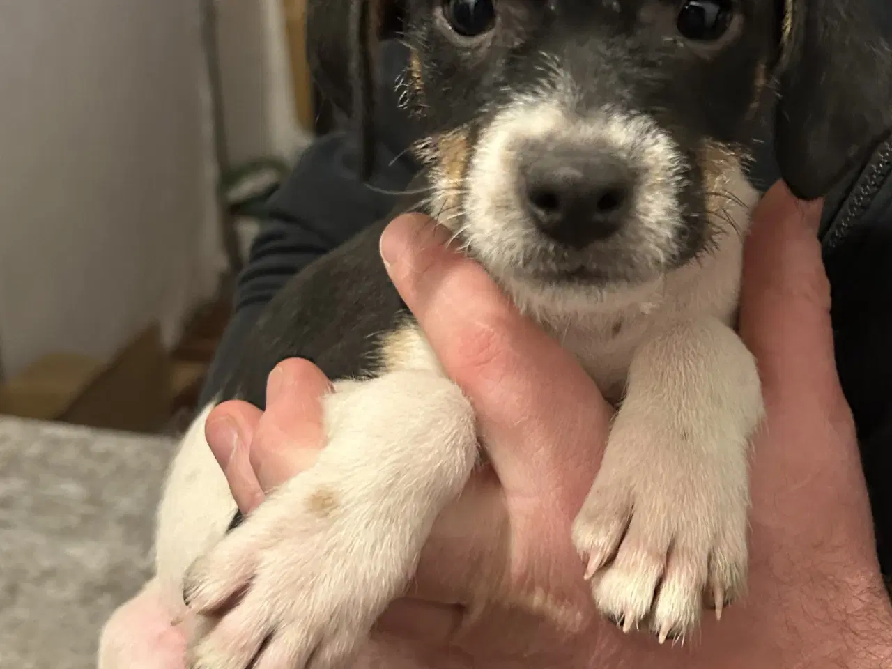 Billede 1 - Skønne hvalpe søger nyt hjem