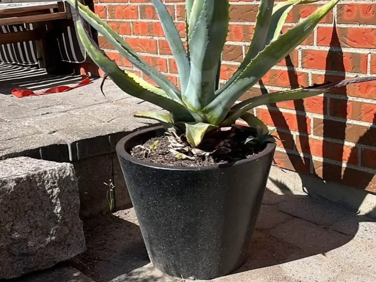 Billede 1 - Stor agave med aflægger og potte