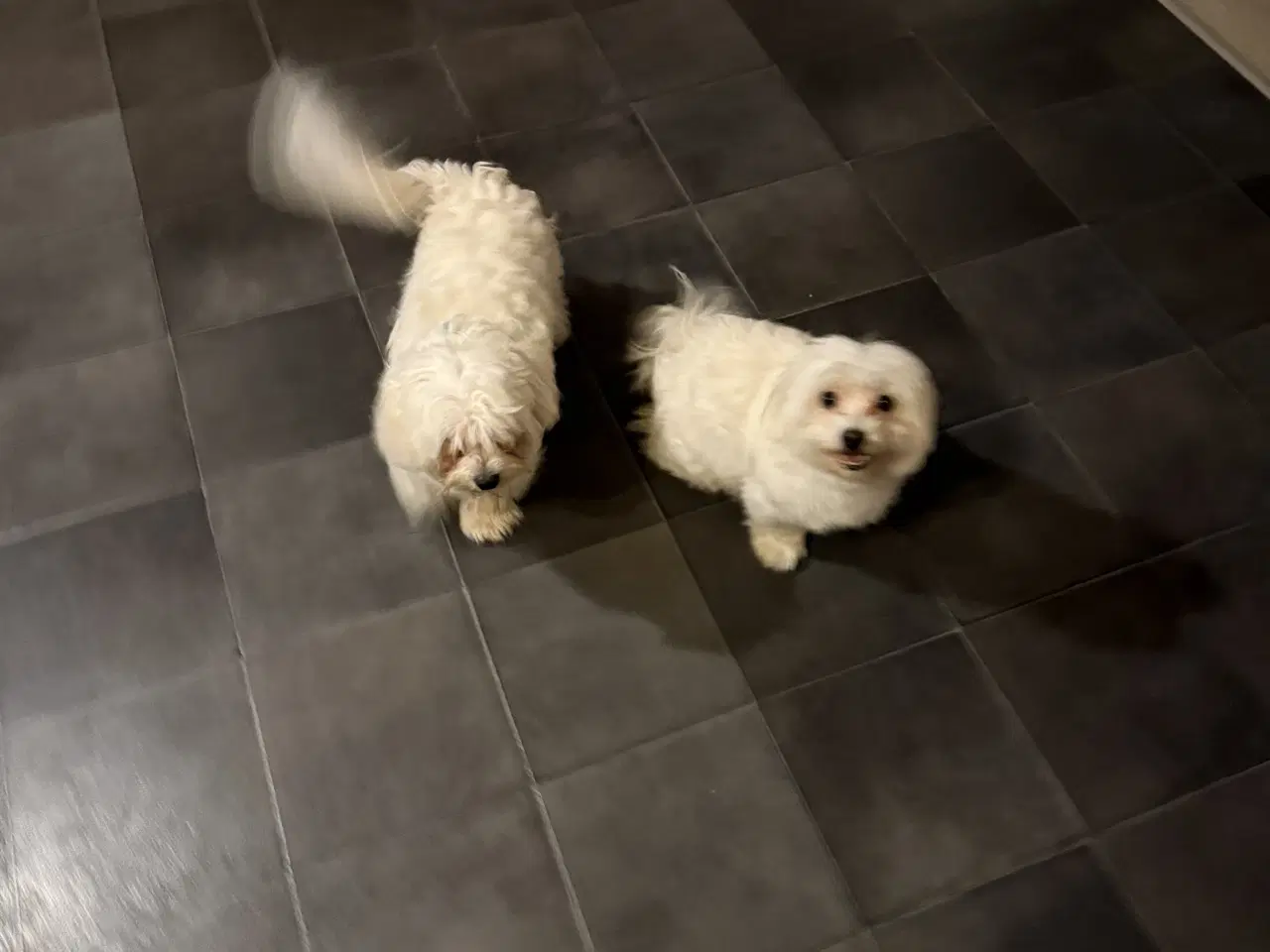 Billede 1 - 4 Søde og Kærlige Malteserhvalpe til Salg