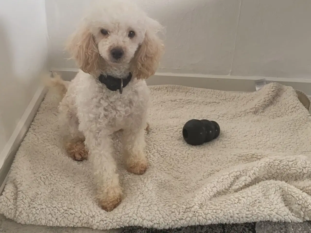 Billede 8 - Cavapoo hvalpe 