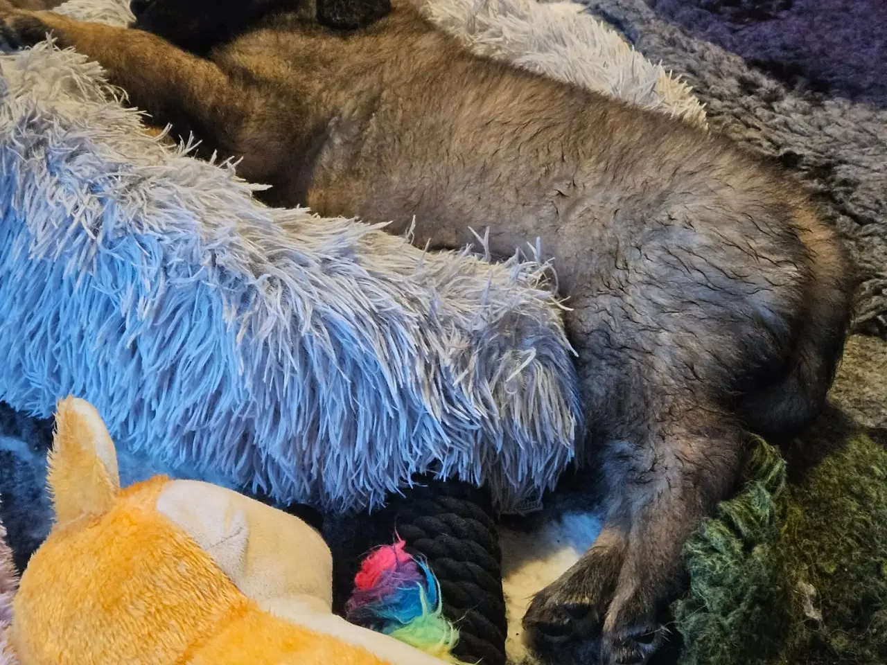 Billede 5 - lækre Leonberger hvalpe