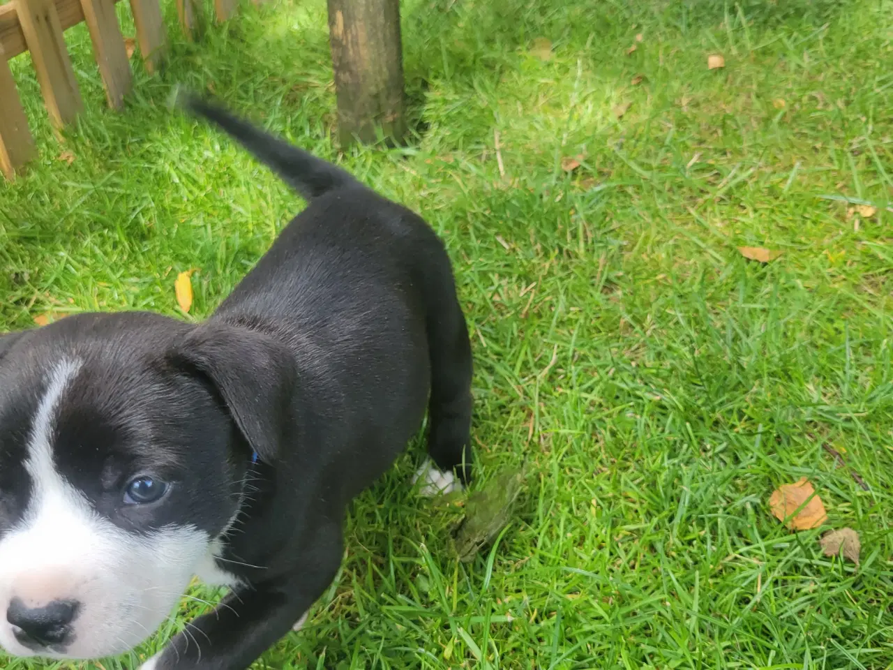 Billede 9 - Staffordshire Bull Terrier hvalpe