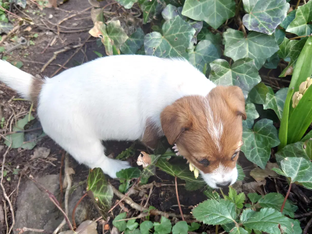 Billede 6 - Jack Russell hvalpe (lav benet type)