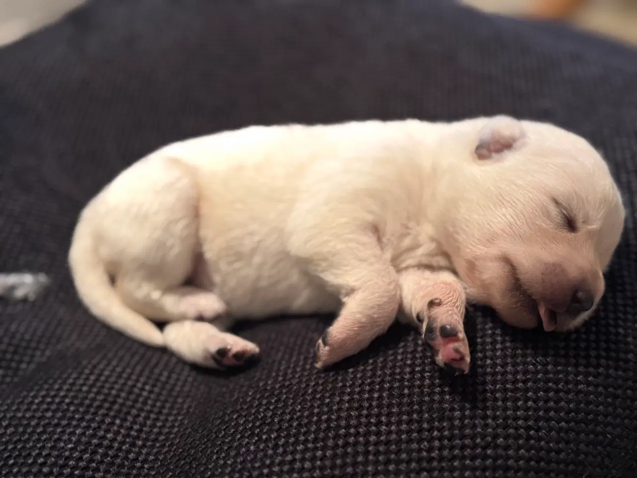 Billede 2 - Lækker hvide hvalpe 