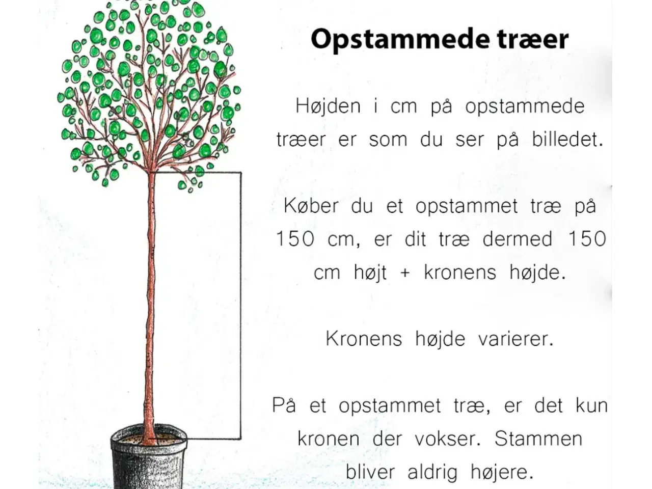 Billede 3 - Acer - den røde skønhed