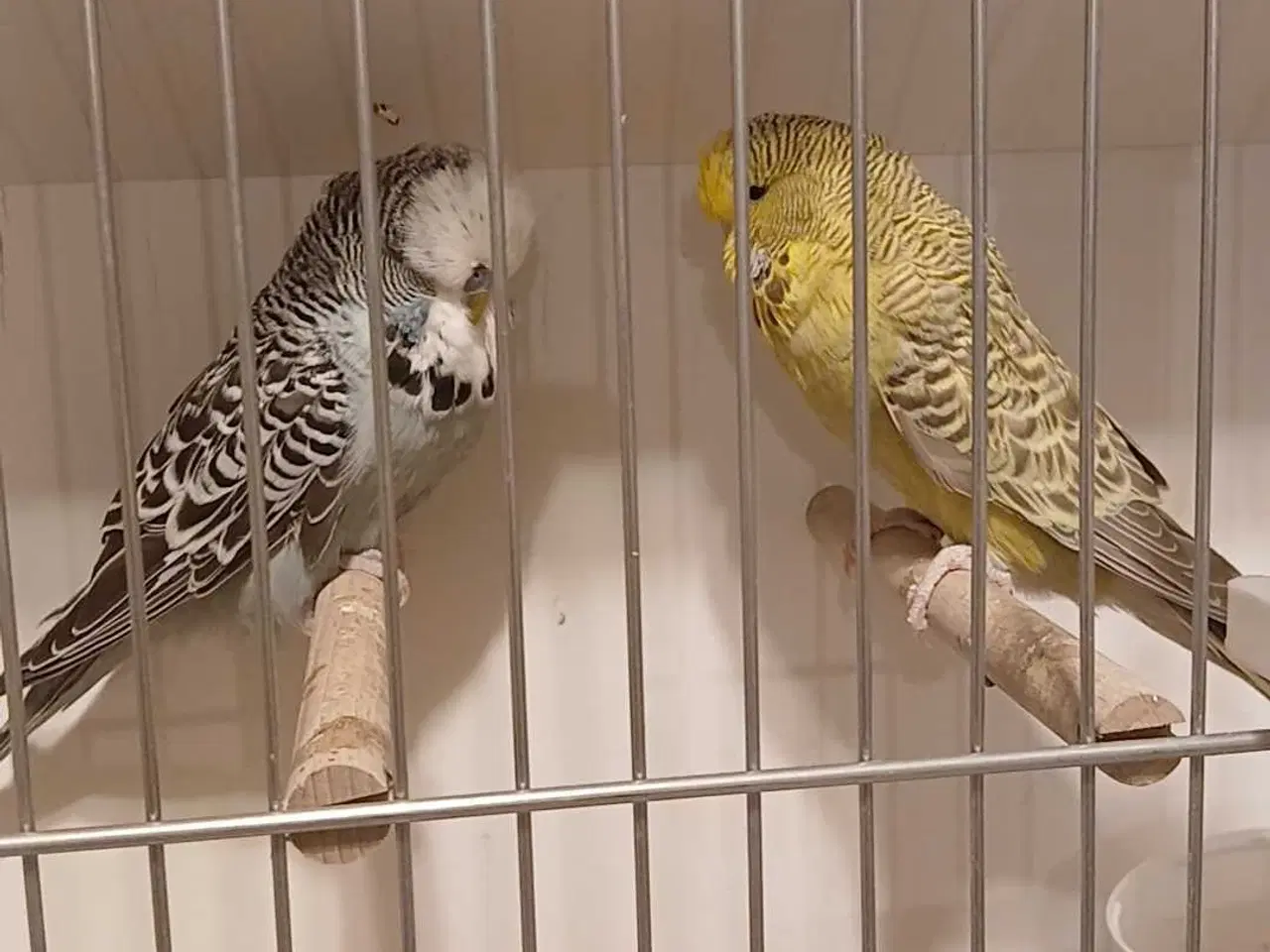 Billede 8 - 1 par Engelske undulater