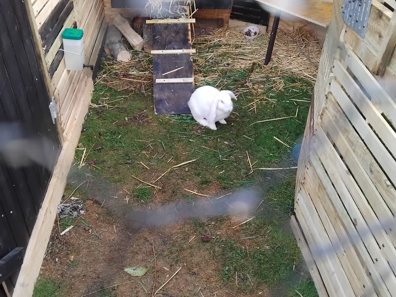 Billede 5 - Fransk belgisk vædder og dansk land 