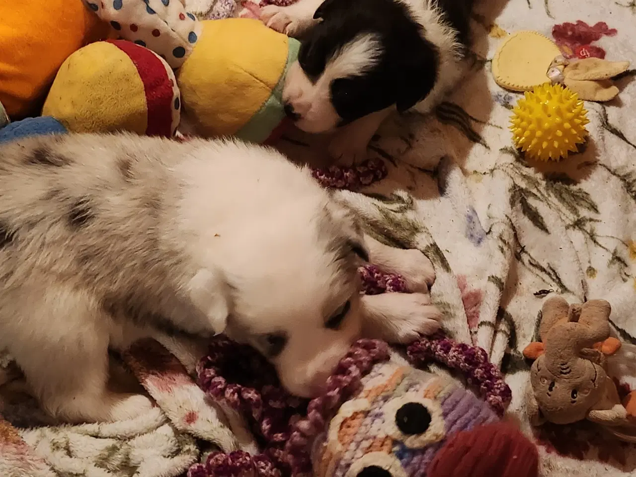 Billede 4 - Border collie/ Australien Shepherd mix