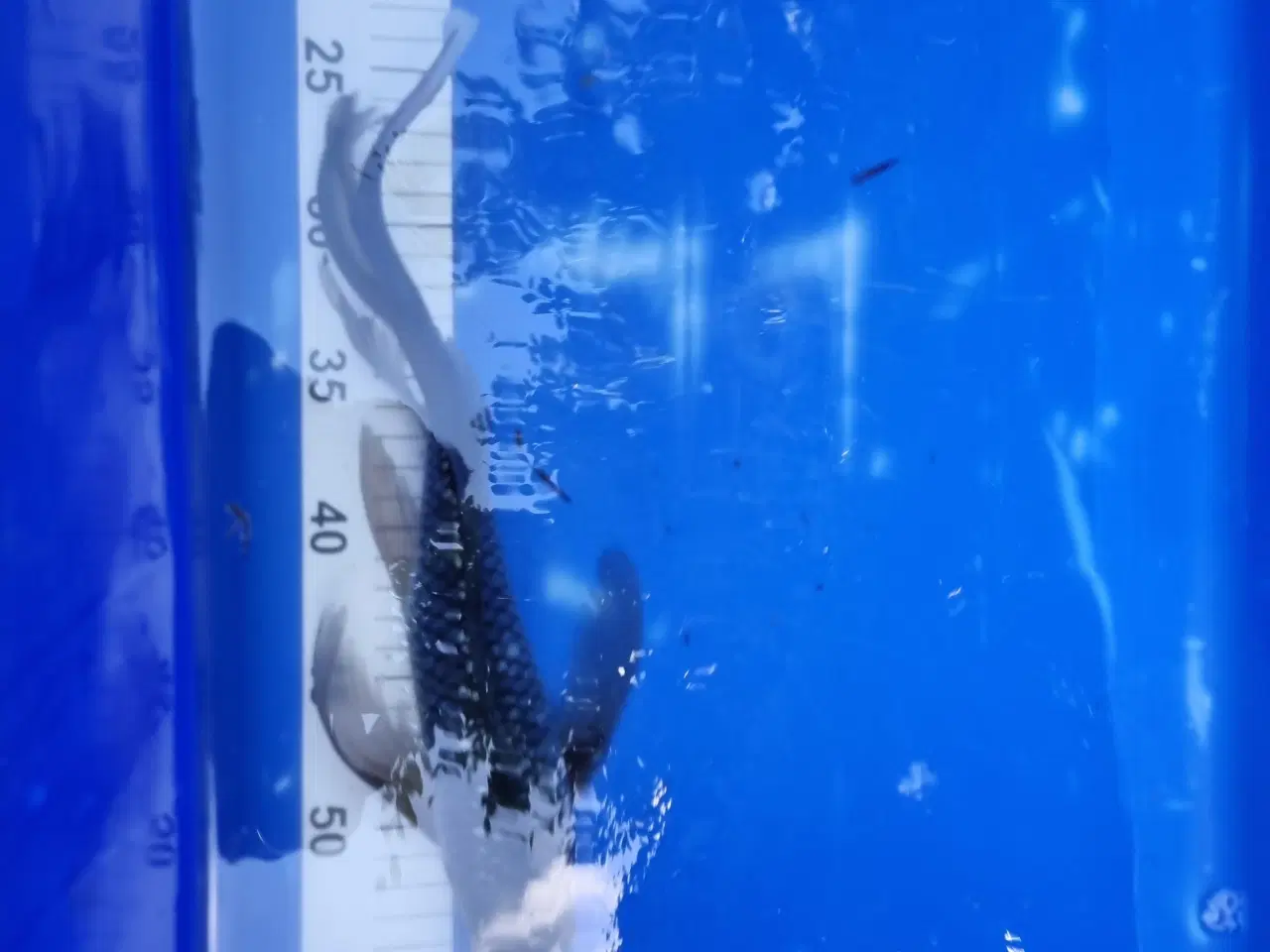 Billede 2 - Butterfly koi
