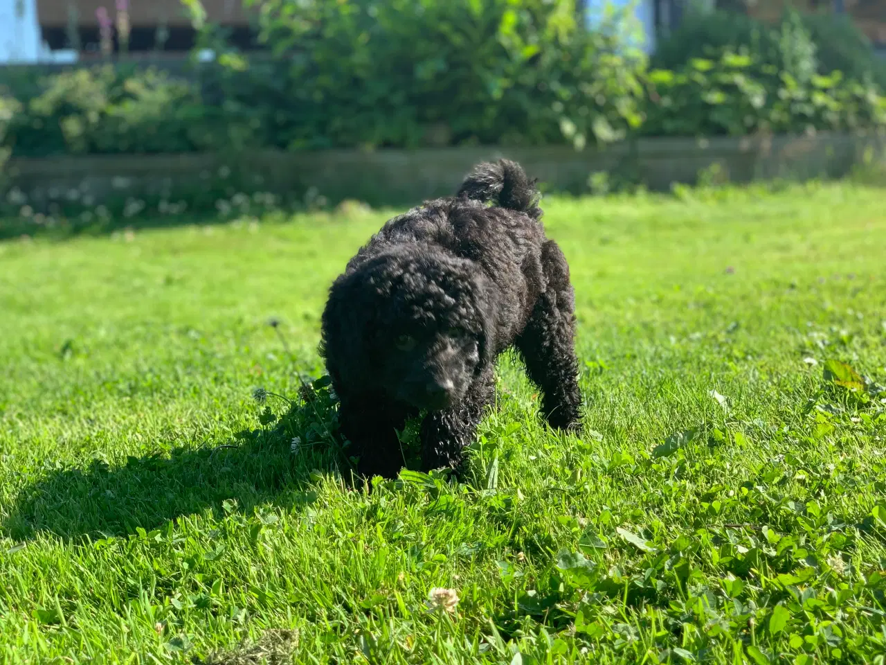 Billede 13 - Mini Golden Doodle F1B babyer 