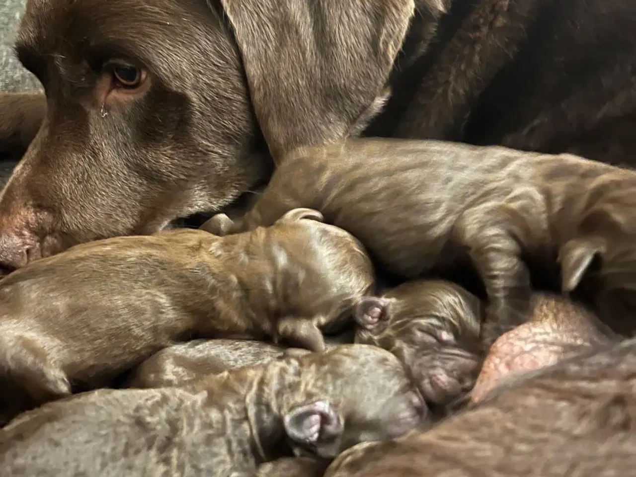 Billede 3 - Labradoodle første generation