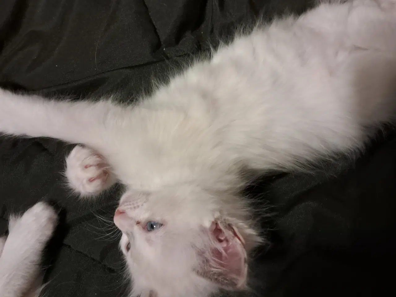 Billede 6 - Hellig birma/ Ragdoll 