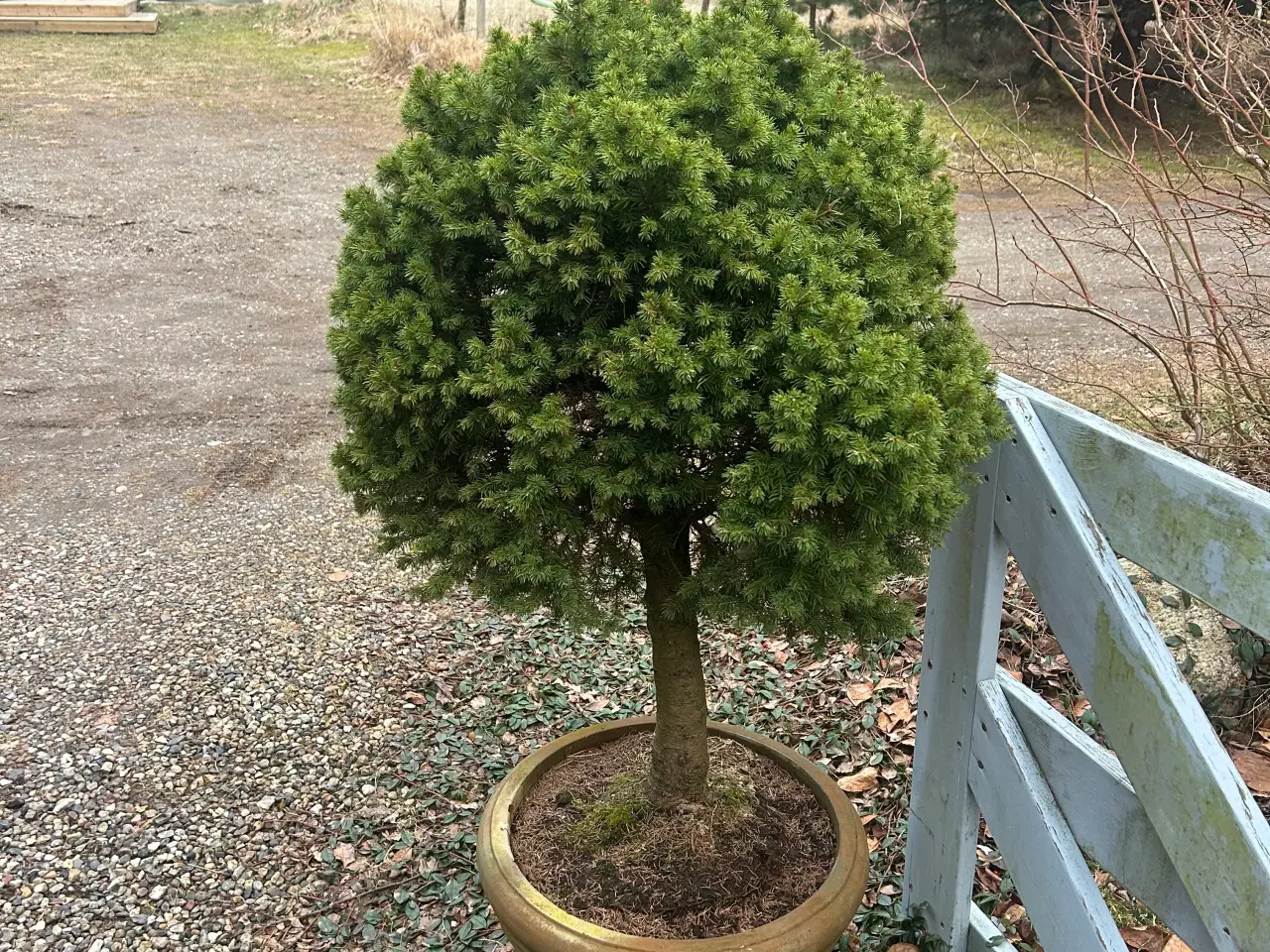 Billede 2 - Troldhassel, oliventræ og kuppel plante