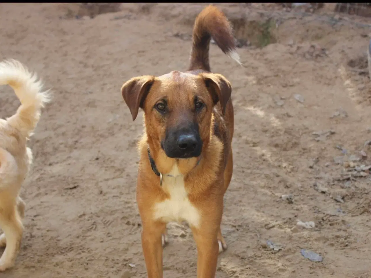 Billede 1 - Sødeste Alik søger familie