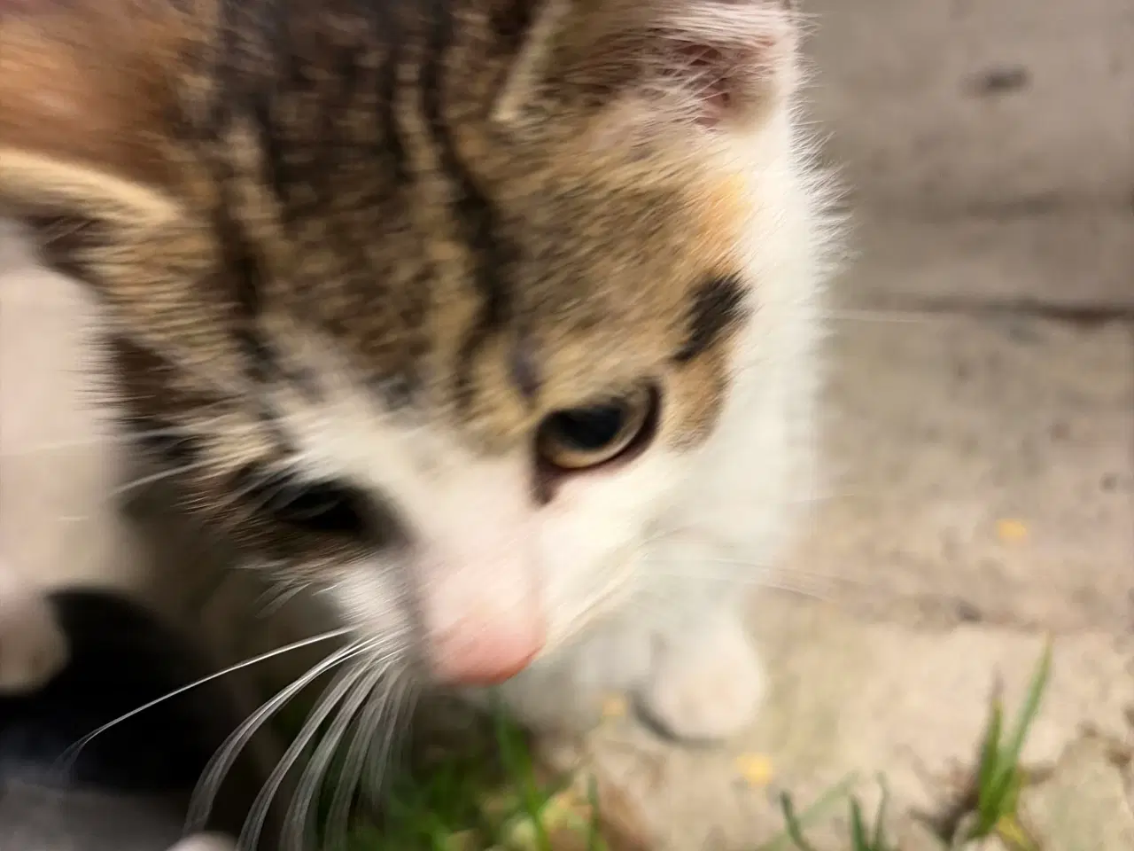 Billede 3 - 2 kattekillinger