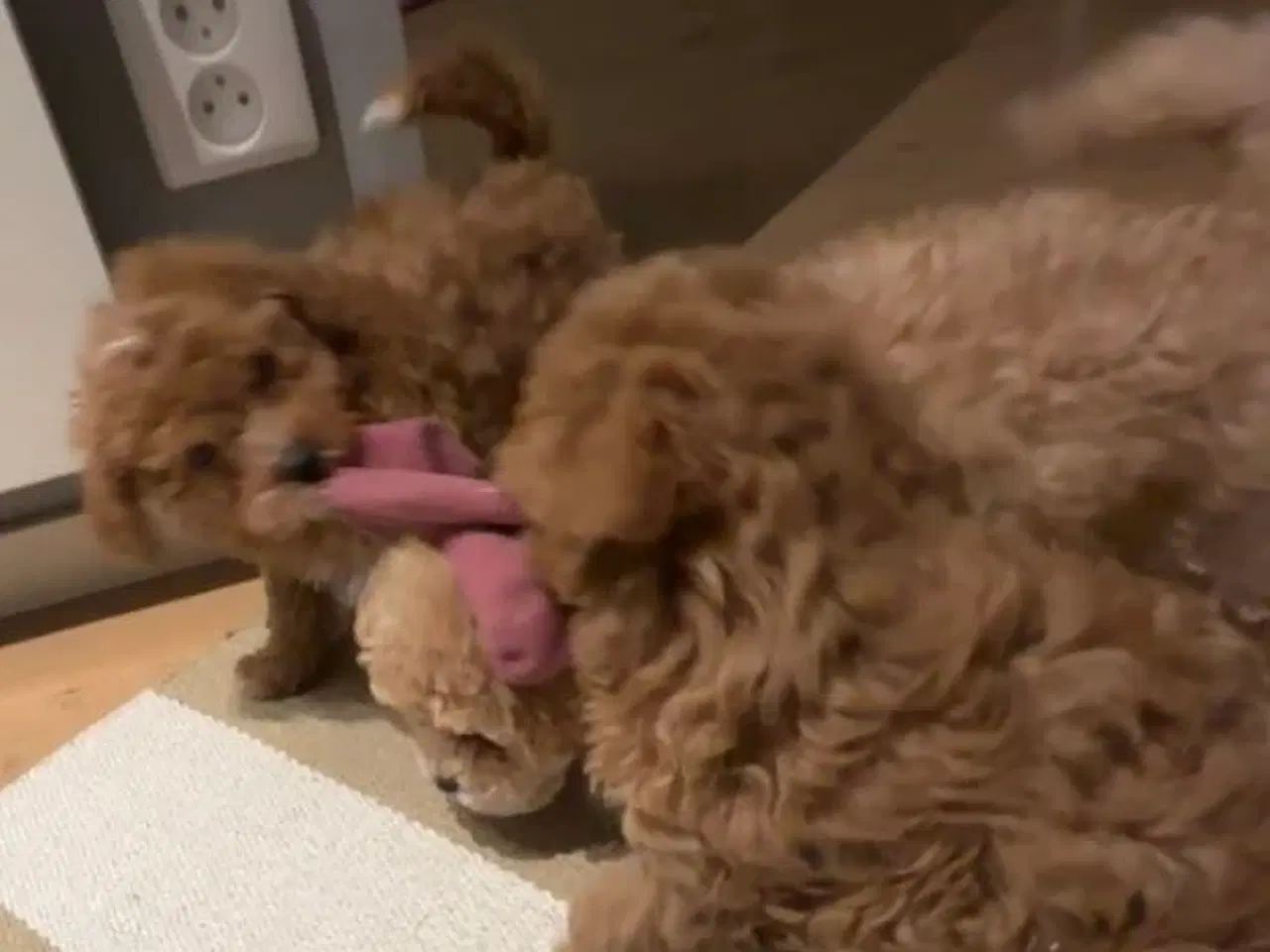 Billede 9 - Bichon Frise / Pood (Bomuldshund) hvalpe - 8uger