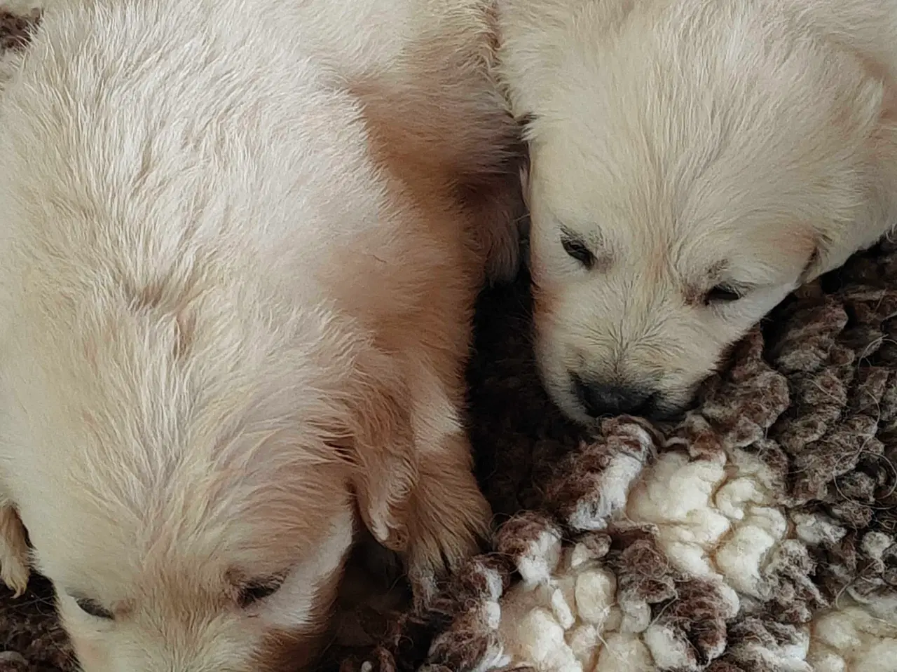 Billede 8 - Golden retriever hvalpe 