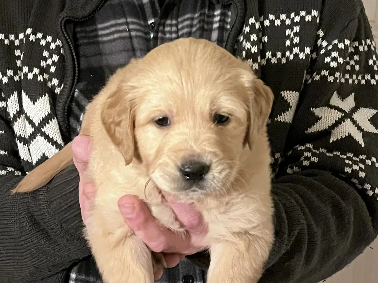 Billede 2 - Golden Retriever hvalpe