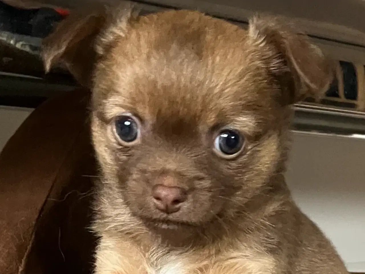 Billede 6 - Chihuahua/papillon hvalpe