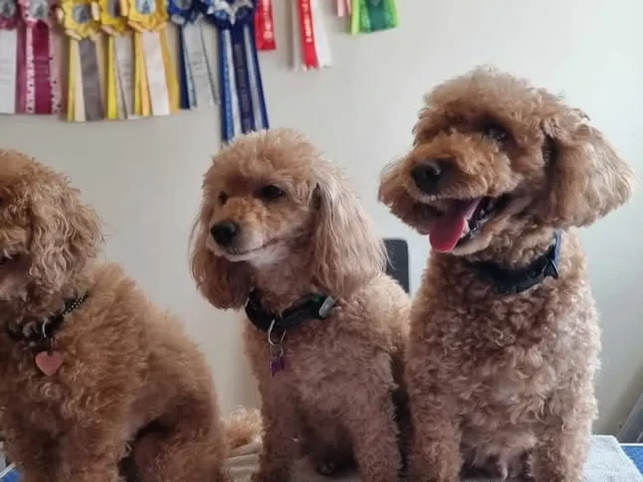 Billede 11 - Hundefrisør/trimming/groomer 