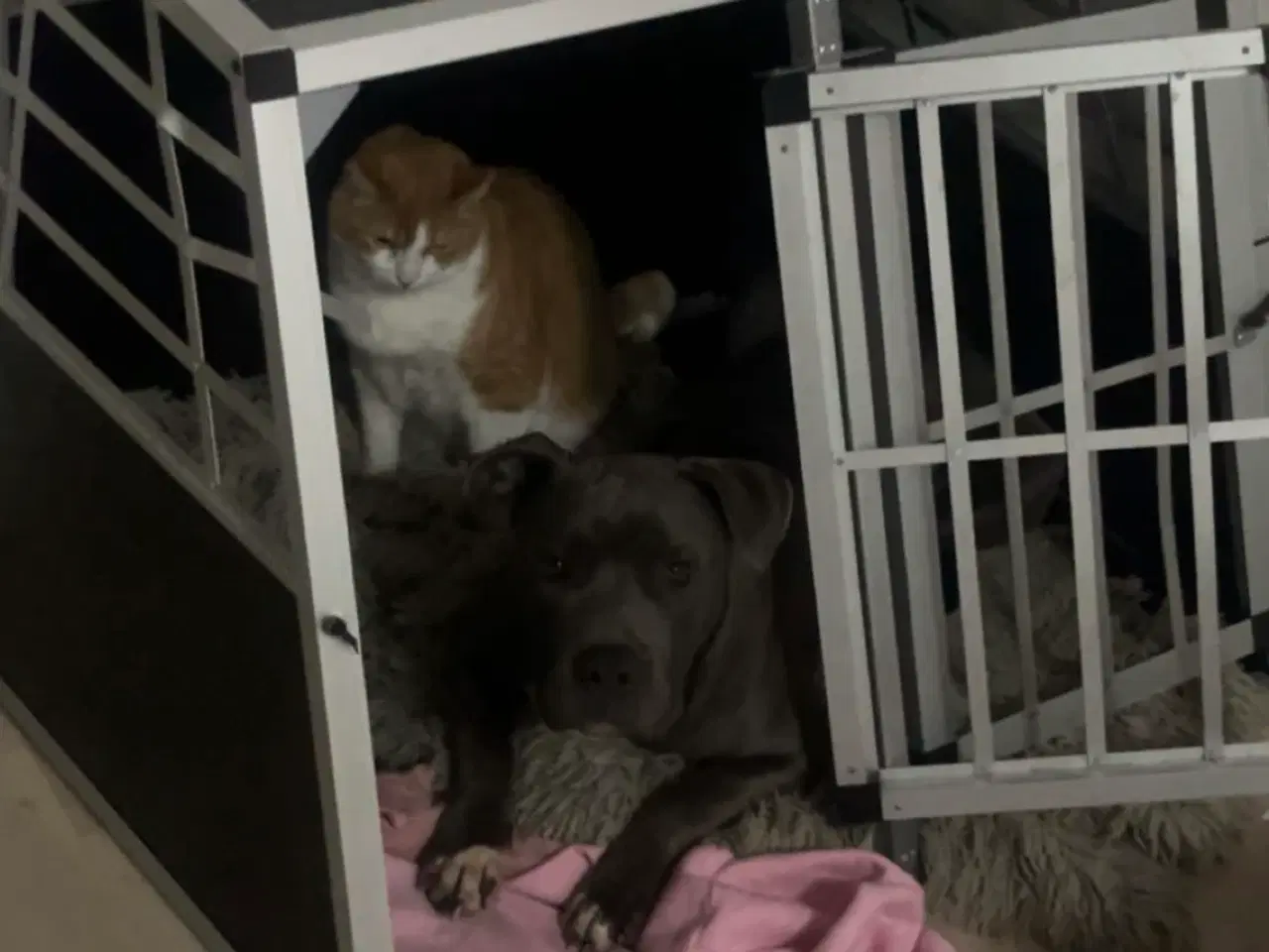 Billede 6 - Hanhund søger nyt hjem