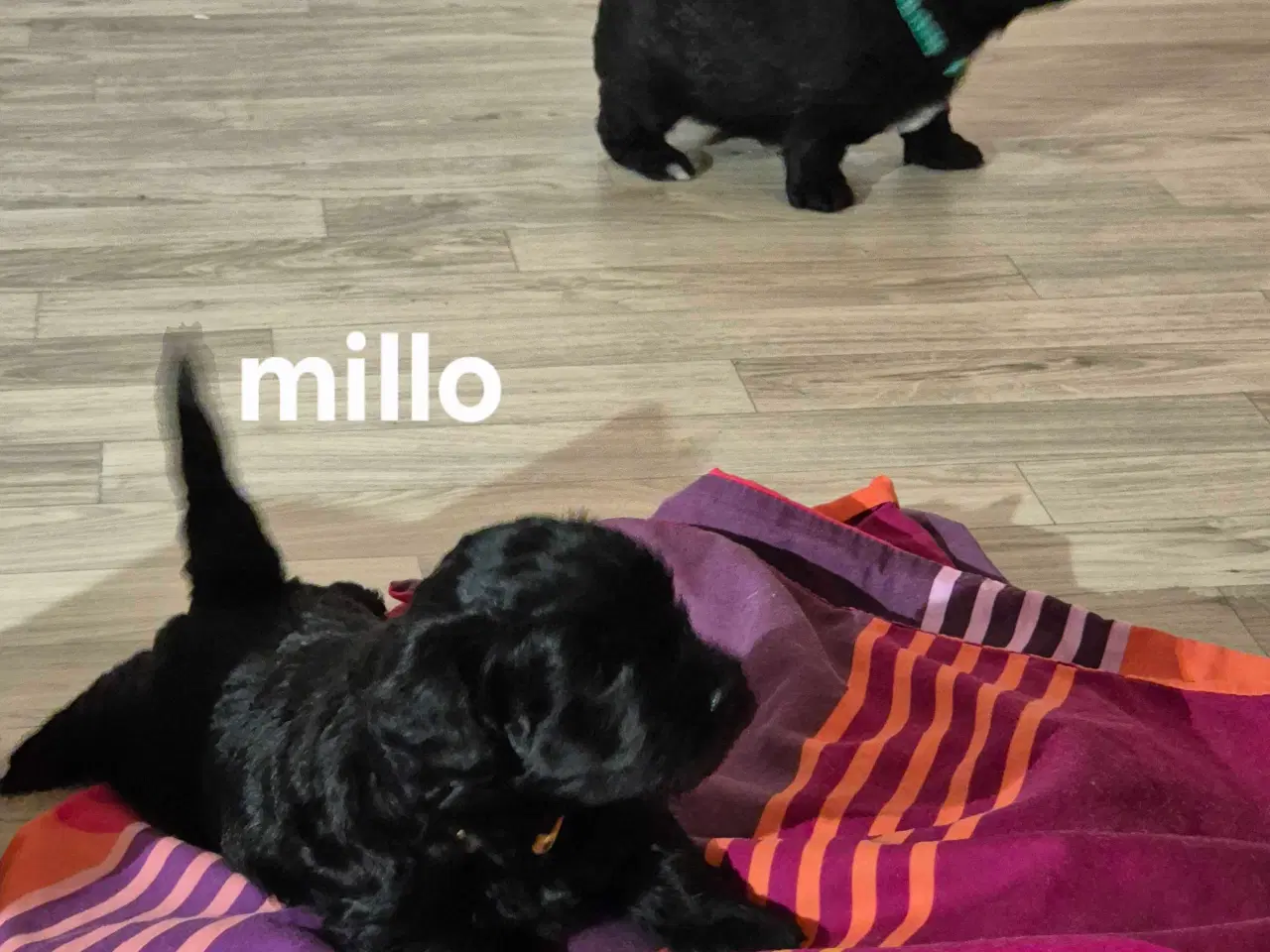 Billede 6 - Havapoo  F1-hvalpe