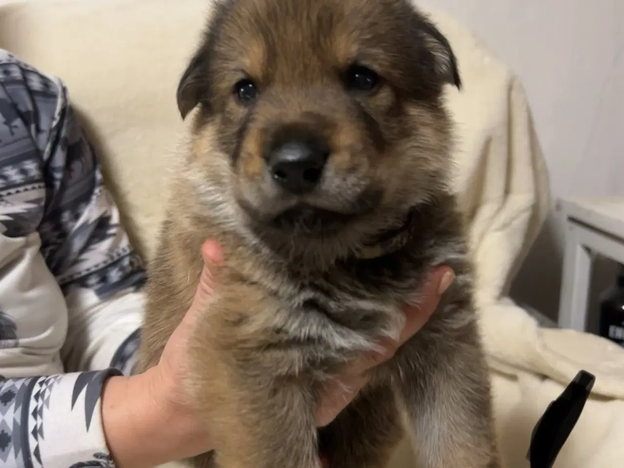 Billede 2 - Blandings Hvalpe 