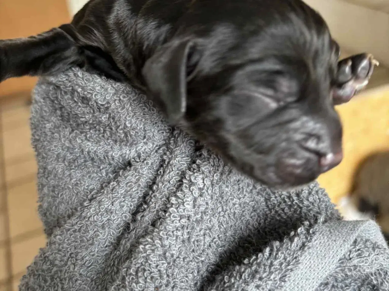 Billede 7 - Ft. Cockerspaniel hvalpe