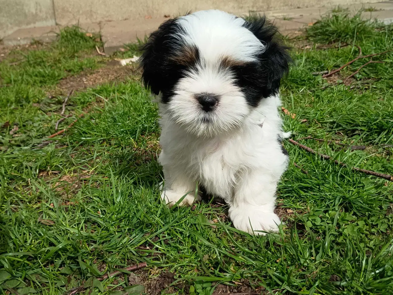 Billede 3 - Klar nu, lhasa apso 