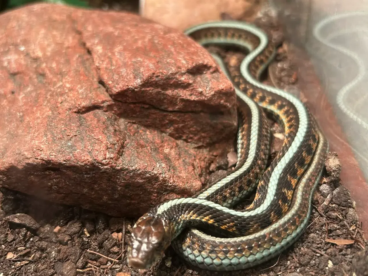 Billede 1 - Smuk strømpebåndssnog incl terrarie
