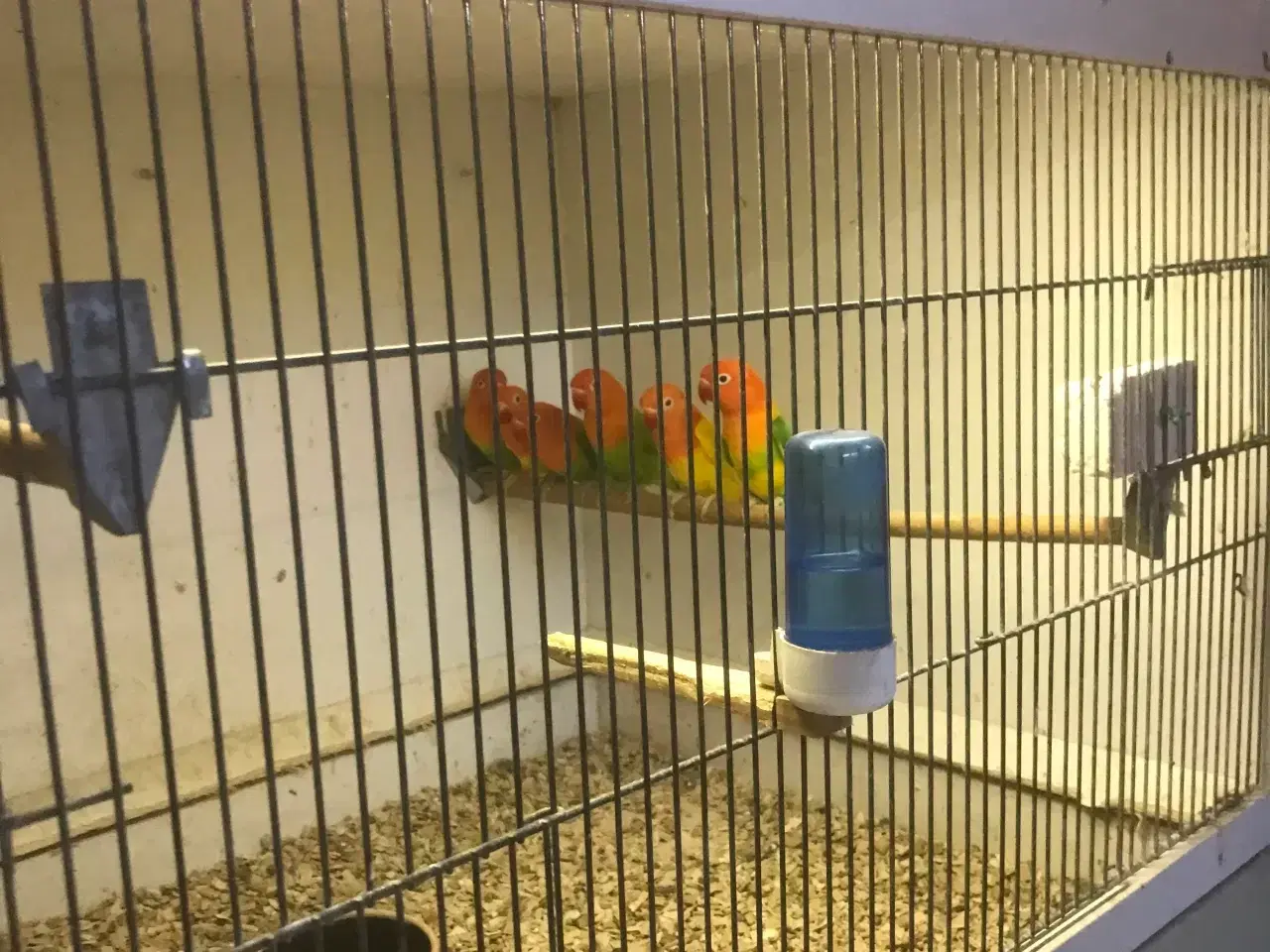 Billede 1 - dværgpapegøjer