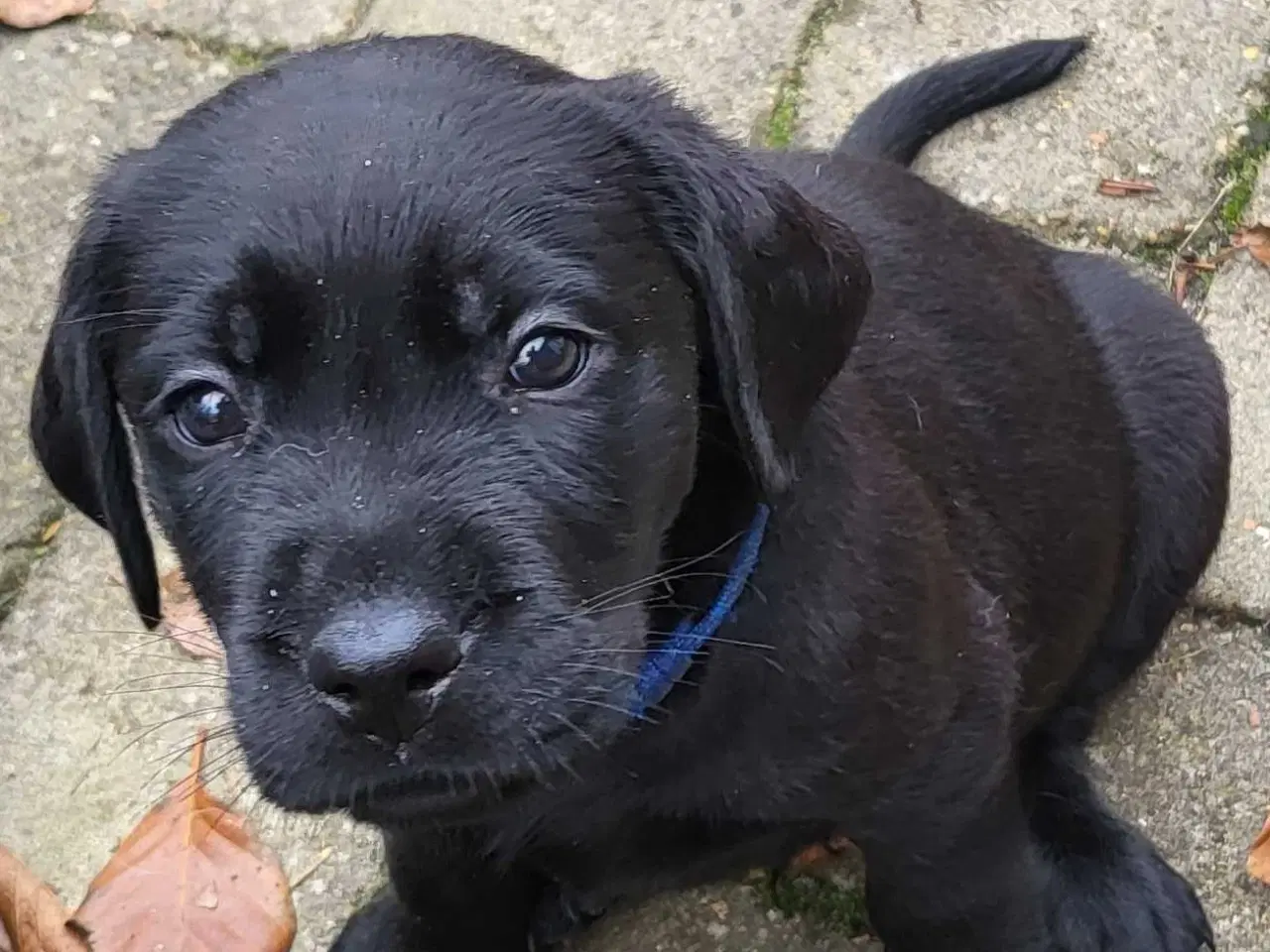 Billede 5 - Labrador Hundehvalpe 